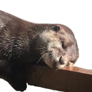 😞 выдра, животное, милый, млекопитающее, спящий, дикая природа telegram sticker