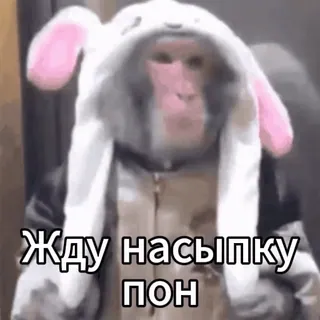 👀 Жду насыпку ПОН 원숭이, 토끼, 러시아어 텍스트, 기다리는, 동물 telegram sticker