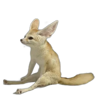 🪑 fennec fox, animal, mammal, cute, desert fox, wildlife telegram sticker