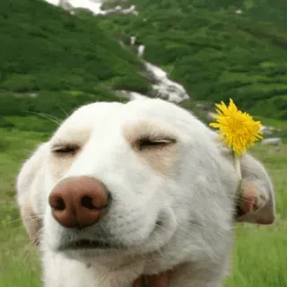 😌 개, 동물, 귀여운, 꽃, 민들레, 자연, 애완 동물 telegram sticker