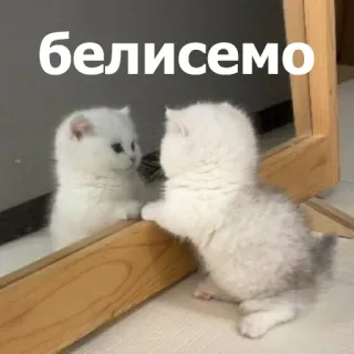 😌 белисемо แมว, ลูกแมว, กระจก, สีขาว, น่ารัก, เงาสะท้อน, สัตว์ telegram sticker