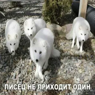 😭 ПИСЕЦ НЕ ПРИХОДИТ ОДИН whatsapp sticker