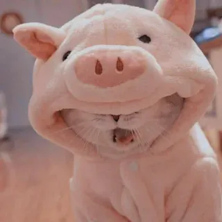 🐾 cat, pig, animal, cute, pet, costume telegram sticker