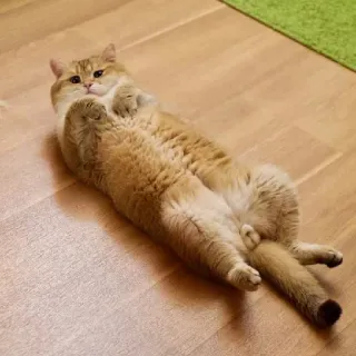 🐱 kucing, binatang, kucing domestik, mamalia, hewan peliharaan, santai whatsapp sticker