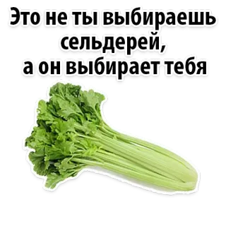 🙈 Это не ты выбираешь сельдерей, а он выбирает тебя aipo, vegetal, comida, verde, saudável, engraçado telegram sticker