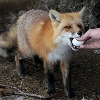 🦊 whatsapp sticker