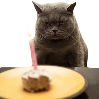 🐱 cat, birthday, cake, animal, pet, candle, gray cat telegram sticker
