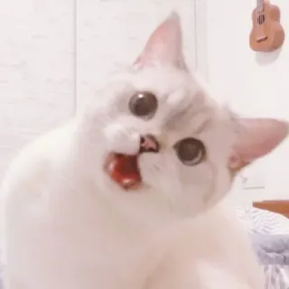 @stickerdirkje - 𝗰𝗮𝘁𝘀 ۫ telegram stickers