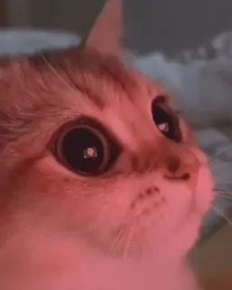 ☠ cat, pet, animal, domestic cat, close up whatsapp sticker
