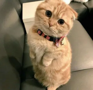 🥺 gatto, gattino, carino, animale domestico, animale domestico, scottish fold telegram sticker