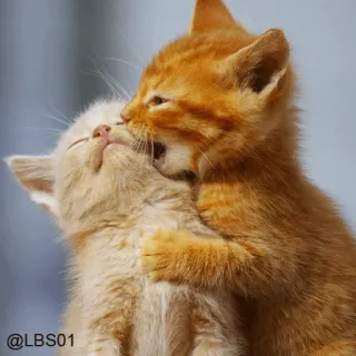 😍 @LBS01 kitten, cat, cute, hugging, playing, animals, pets whatsapp sticker