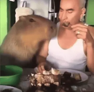 😋 capivara, homem, comendo, animal, comida telegram sticker