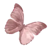 🦋