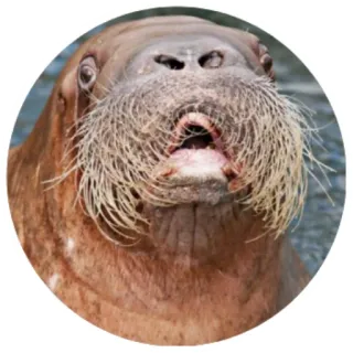 😬 mors, zwierzę, ssak, morze, dzika przyroda, arktyka telegram sticker