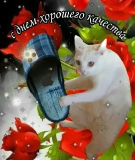 🤯 с днем хорошего качества cat, flowers, roses, slipper, greeting, animal, pet telegram sticker