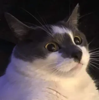 😟 cat, animal, pet, domestic animal, feline, mammal, cute, funny whatsapp sticker