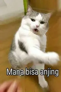 😠 Mana bisa anjing gato, meme, animal, gracioso telegram sticker