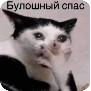 🫥 Булошный спас kot, mem, śmieszne, smutne, płacz, rosyjski, tekst telegram sticker