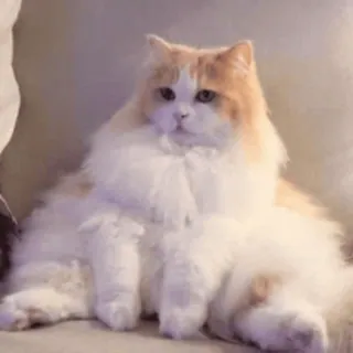 😮💨 кот, питомец, пушистый, животное, домашний кот, млекопитающее, длинная шерсть telegram sticker