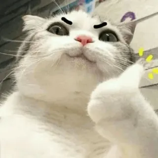 🐈 kat, dier, duim omhoog, meme, schattig telegram sticker