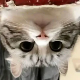 🤨 kucing, anak kucing, lucu, hewan, hewan peliharaan, kucing domestik, felin whatsapp sticker