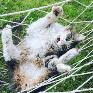 🙀 gato, rede, animal, animal de estimação, fofo, brincalhão whatsapp sticker