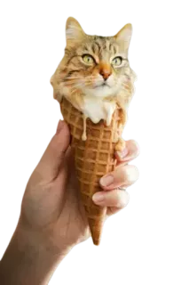 CatFaces whatsapp stickers