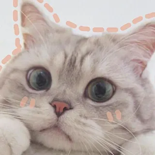 🐱 gato, gatinho, fofo, animal, animal de estimação, gato doméstico telegram sticker