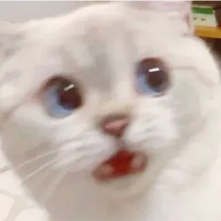 😁 Katze, weiße Katze, überrascht, schockiert, Haustier, Tier telegram sticker