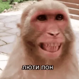 🌟 ЛЮТИ ПОН macaco, meme, animal, engraçado whatsapp sticker