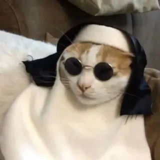 😾 猫, サングラス, ペット, 動物, 変装, 面白い, かわいい telegram sticker