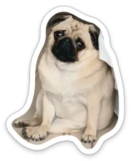 ☹️ pug, dog, animal, cute, pet telegram sticker