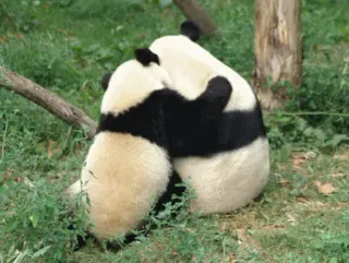 🤪 Panda, Animais, Abraço, Amizade, Fofo, Natureza telegram sticker