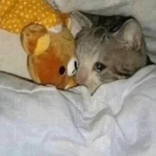 😿 Katze, traurig, Tier, Haustier, süß, Spielzeug, Bett telegram sticker