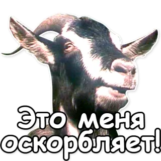 😡 Это меня оскорбляет! cabra, animal, meme, engraçado, ofensivo whatsapp sticker