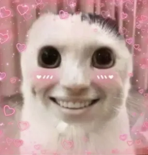 💗 gatto, inquietante, divertente, cuori, meme telegram sticker
