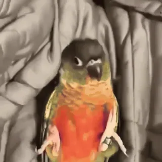 🥱 鳥, オウム, ペット, 動物, ホオミドリアカオウロコインコ telegram sticker