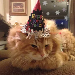 🤩 Happy New Year! cat, new year, party hat, holiday, celebration, domestic animal, orange cat telegram sticker