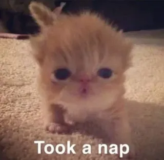 😇 Took a nap kätzchen, katze, schläfrig, nickerchen, süß, entzückend, haustier telegram sticker