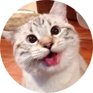 😛 gato, animal, animal de estimação, adesivo, fofo, engraçado whatsapp sticker