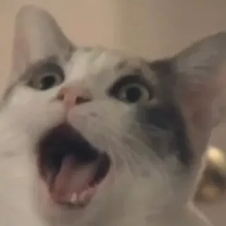 😱 кот, животное, удивлен, в шоке, открытый рот, кошачий whatsapp sticker