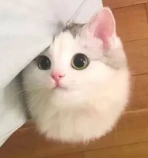 😳 gatto, gattino, animale domestico, animale, carino, gatto domestico, piccolo telegram sticker