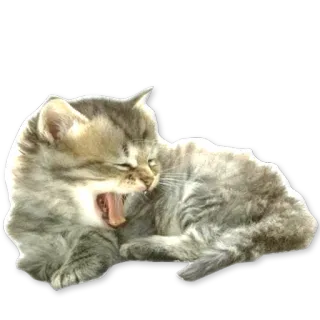 😴 кот, котёнок, зевающий, спящий, животное, питомец telegram sticker