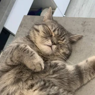 🐱 cat, sleeping, gray tabby, pet, animal whatsapp sticker
