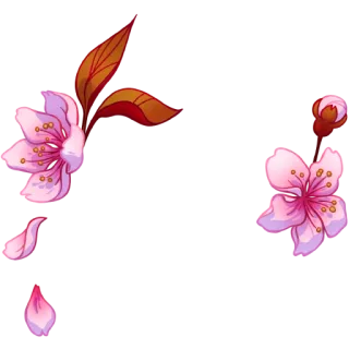 🎭 Kirschblüten, Blumen, Natur, Blumenmuster, Blüte, Pflanze, Blütenblätter whatsapp sticker