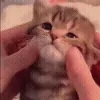 🥺