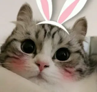 😳 cat, bunny ears, cute, animal, pet whatsapp sticker