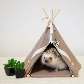 🦔 riccio, tenda, animale domestico, animale, carino, natura, casa whatsapp sticker