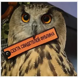 ™️ СЕКТА СВИДЕТЕЛЕЙ ФУБЛИНА owl, bird, animal, fublin, meme, funny owl, wildlife telegram sticker
