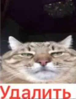 😾 Удалить Katze, Meme, Russisch, Löschen whatsapp sticker